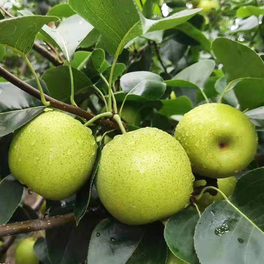 砀山皇冠梨5斤9斤装
