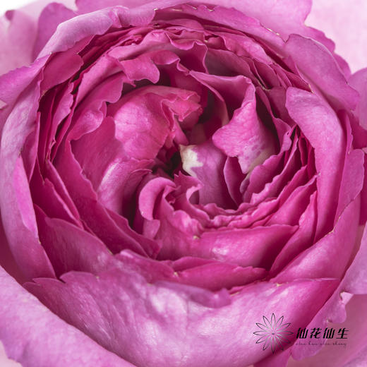 单头玫瑰 | 伊芙伯爵「轻微焦边不售后」 商品图6