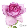 单头玫瑰 | 伊芙伯爵「轻微焦边不售后」 商品缩略图5