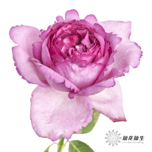 单头玫瑰 | 伊芙伯爵「轻微焦边不售后」 商品图5