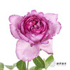 单头玫瑰 | 伊芙伯爵「轻微焦边不售后」 商品缩略图1