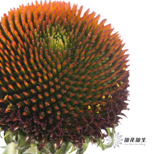 配果 | 猫眼 商品图0