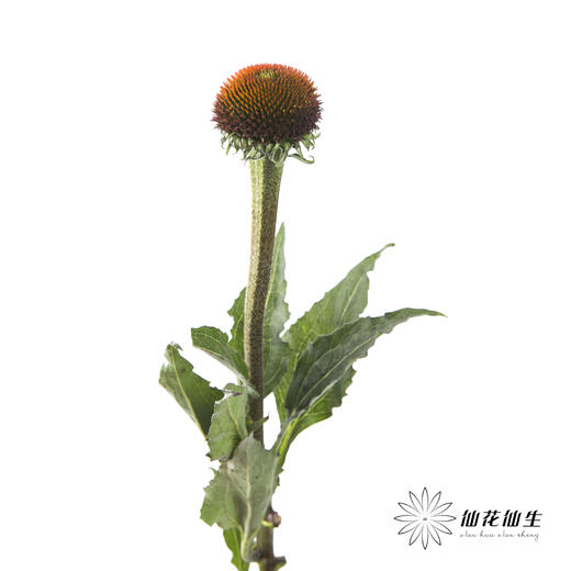 配果 | 猫眼 商品图2