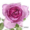 单头玫瑰 | 伊芙伯爵「轻微焦边不售后」 商品缩略图0