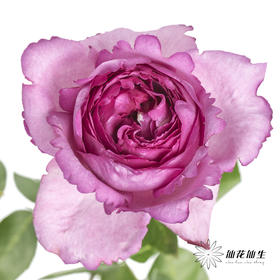 单头玫瑰 | 伊芙伯爵「轻微焦边不售后」