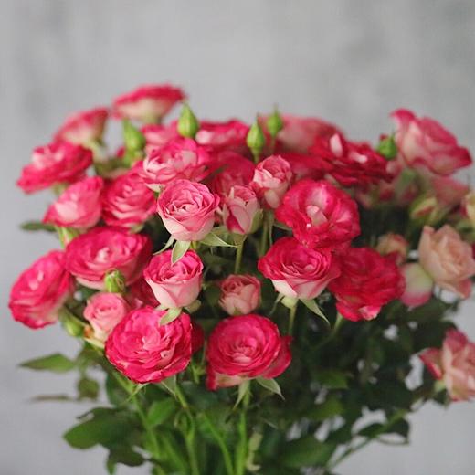 多头狮子座【你的灵魂骄傲又自卑 俗气又高贵】简小姐精选 多情浪漫狮子座多头玫瑰 9+1枝(防花损）2束包邮 48小时发货 商品图3