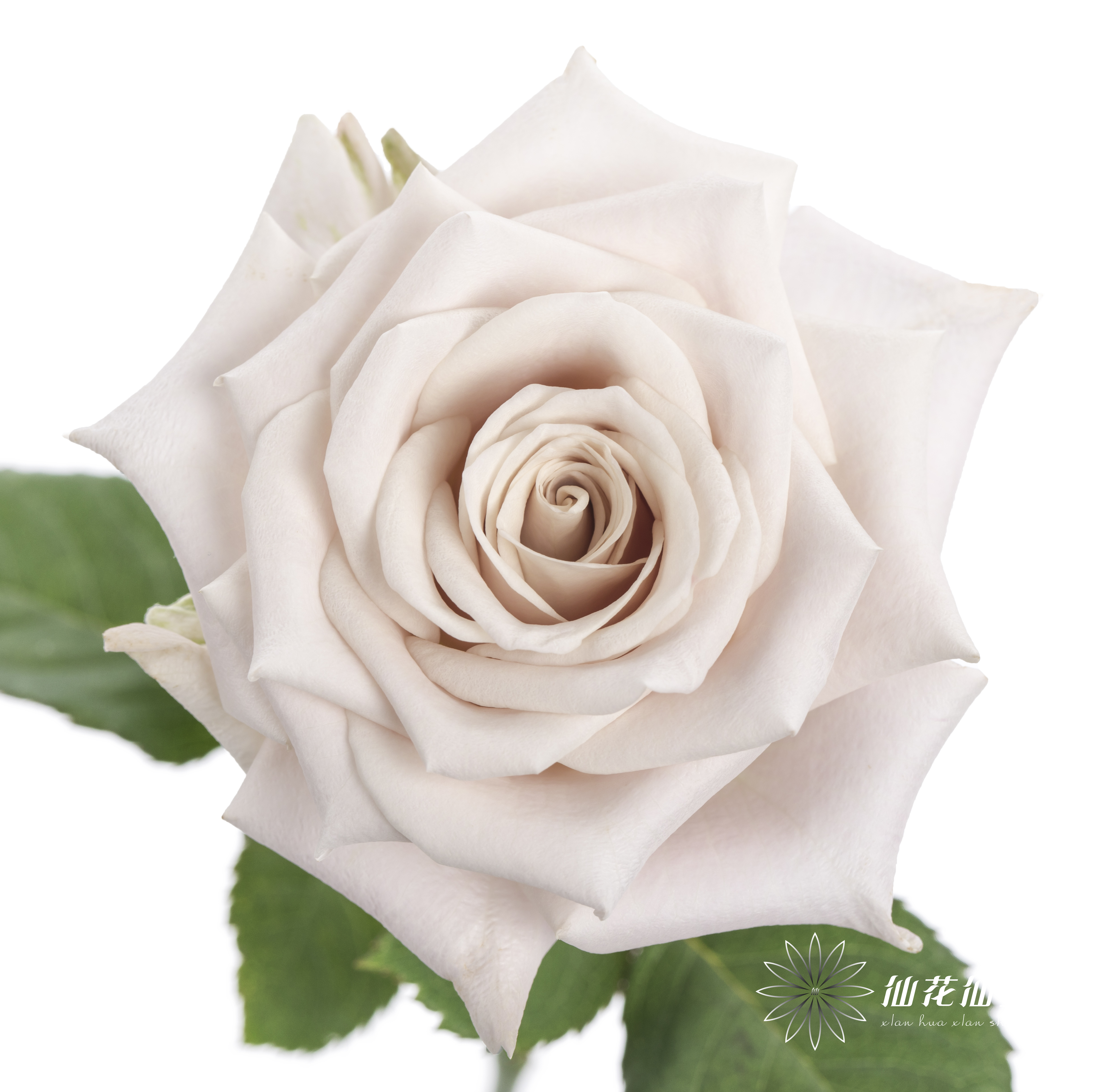 单头玫瑰 | 曼塔