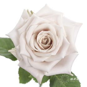 单头玫瑰 | 曼塔