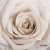 单头玫瑰 | 曼塔 商品缩略图2