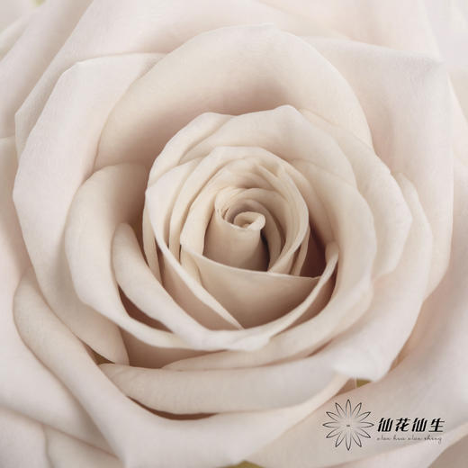 单头玫瑰 | 曼塔 商品图2