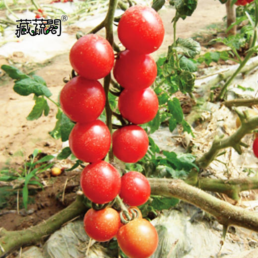 [庭院种子] 红樱桃番茄种子 "艳妃" 商品图1