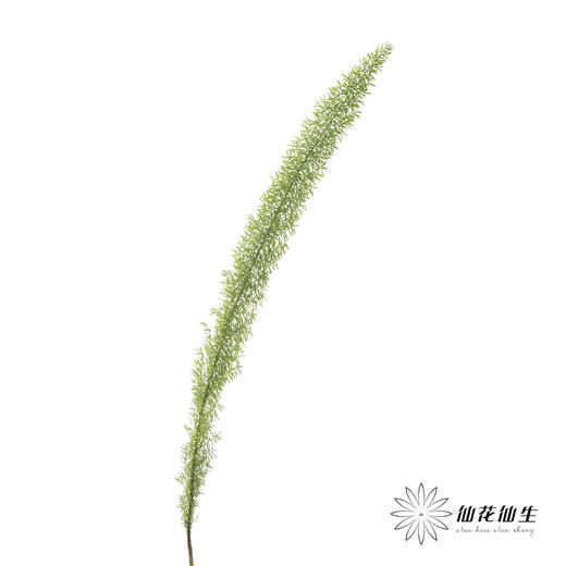 配花 | 狐尾天门冬 商品图2