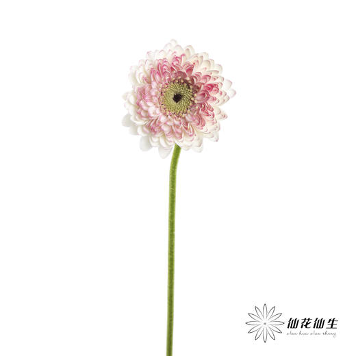 非洲菊 | 西雅图 商品图3