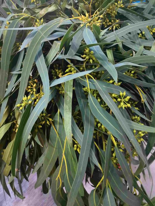 配叶-小米果叶 商品图0