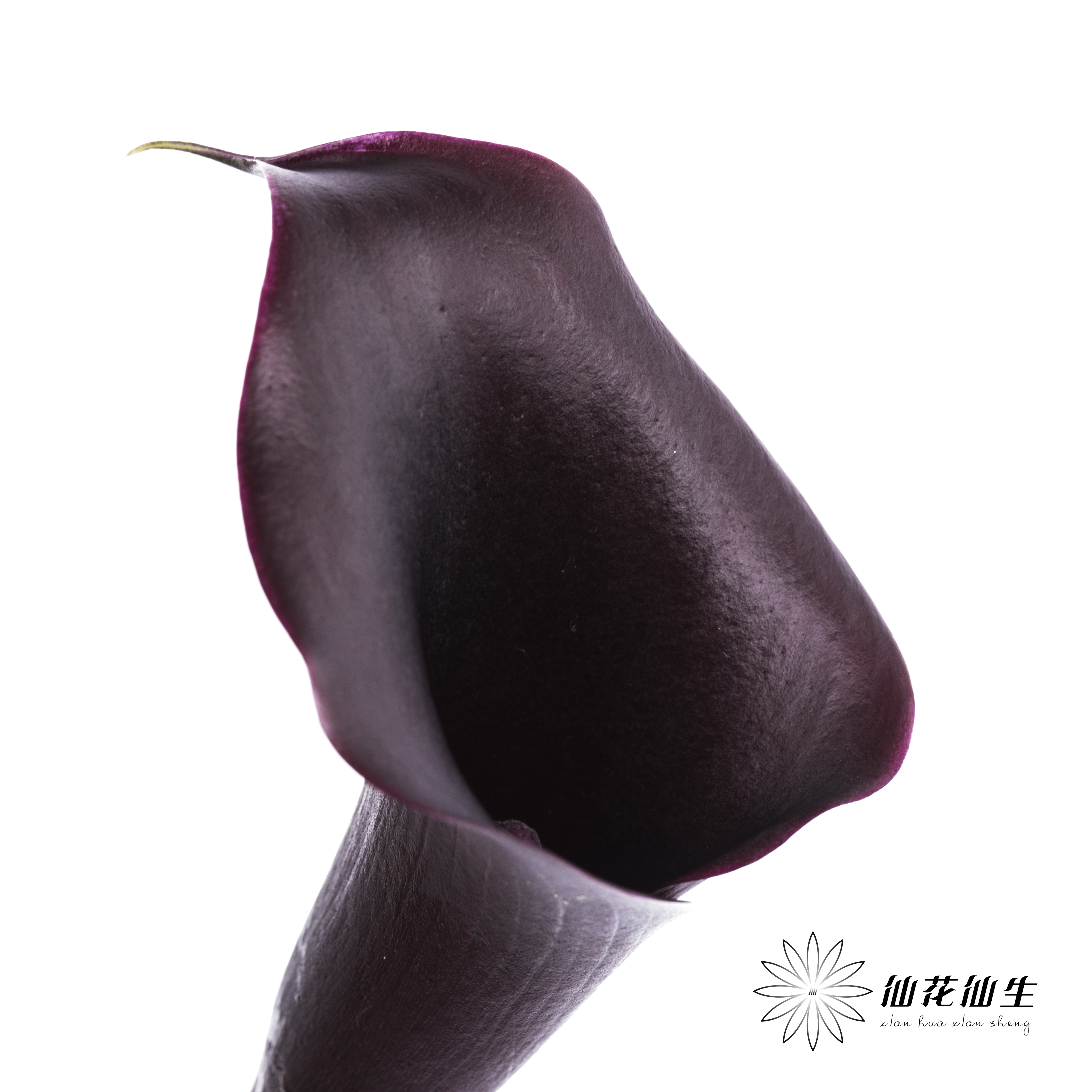 丽江马蹄莲 | 紫黑色【季节原因色差较大介者慎拍】