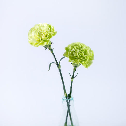 单头康乃馨 | 海贝 商品图0