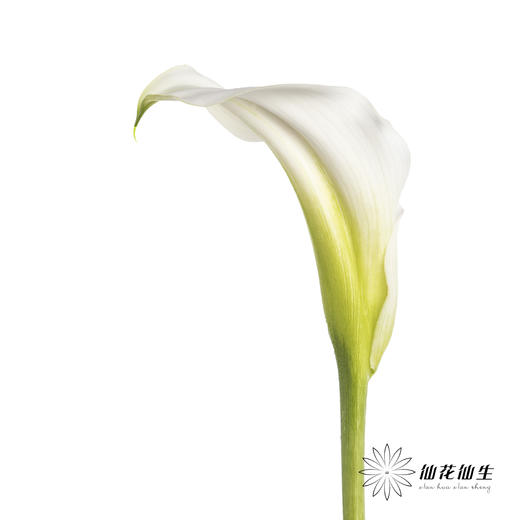 丽江马蹄莲 | 白色【季节原因色差较大介者慎拍】 商品图2