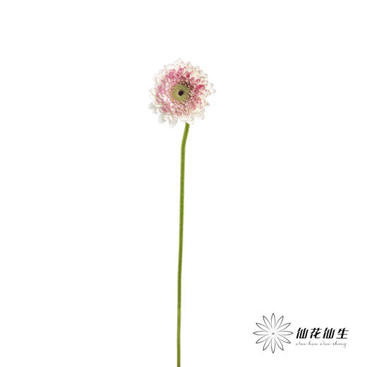 非洲菊 | 西雅图 商品图4