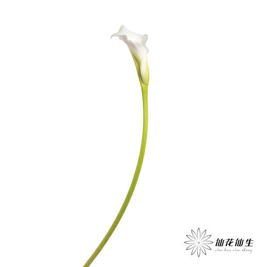 丽江马蹄莲 | 白色【季节原因色差较大介者慎拍】 商品图6