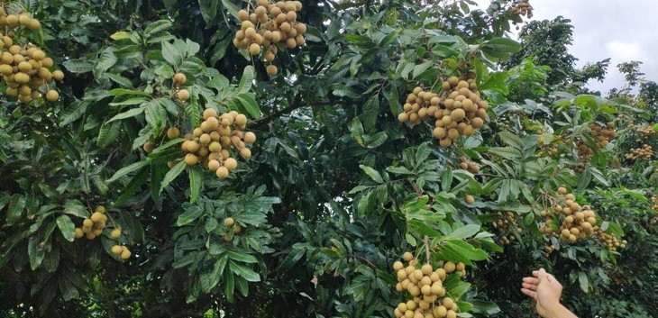 爱心助农 | 厦门同安五显镇新鲜龙眼 凤梨穗5斤装(仅配送厦门区域)