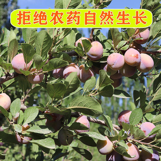 【顺丰陆运 西安仓发货】新疆·喀什 法兰西西梅精品礼盒装 新鲜当季梅子 商品图7