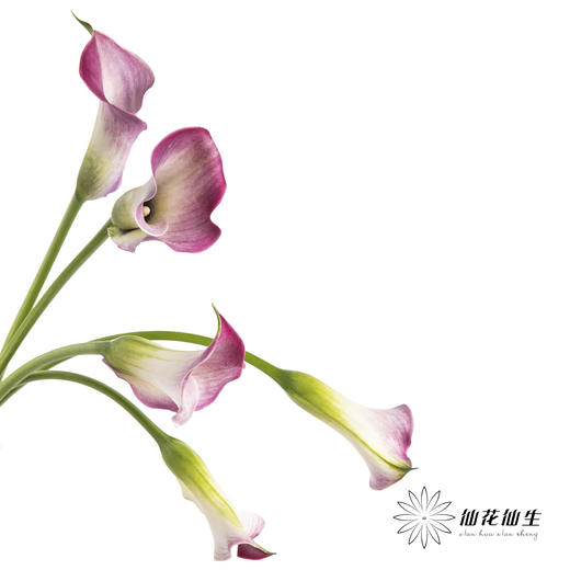 丽江马蹄莲 | 粉色【轻微压伤不售后，介意慎拍】 商品图2