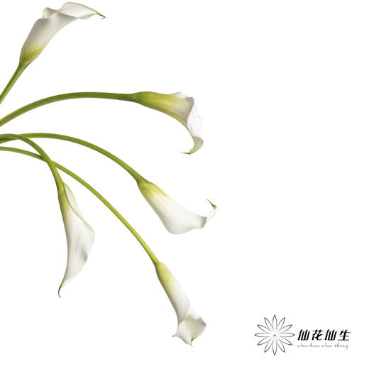 丽江马蹄莲 | 白色【季节原因色差较大介者慎拍】 商品图7