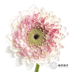 非洲菊 | 西雅图