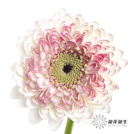 非洲菊 | 西雅图 商品图0