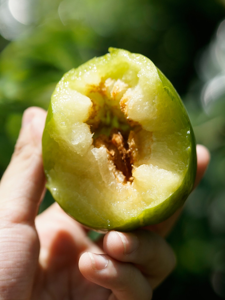 屁侠亲荐浦江桃形李空心脱骨鲜甜脆爽5斤装