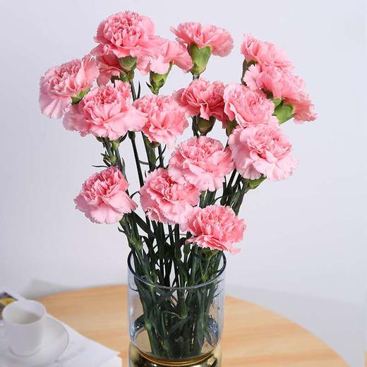 康乃馨鲜花(20支)