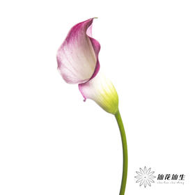 丽江马蹄莲 | 粉色【轻微压伤不售后，介意慎拍】