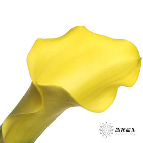 丽江马蹄莲 | 黄色【轻微压伤不售后，介意慎拍】