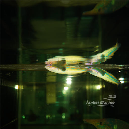 五彩铅笔龙 商品图6