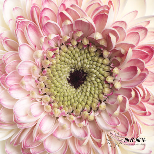 非洲菊 | 西雅图 商品图2