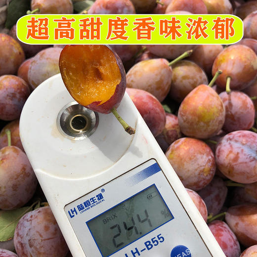 【顺丰陆运 西安仓发货】新疆·喀什 法兰西西梅精品礼盒装 新鲜当季梅子 商品图5