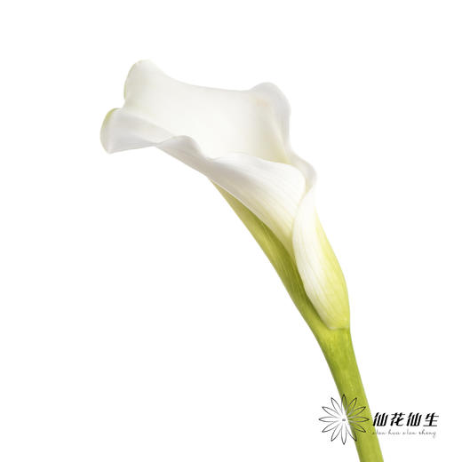 丽江马蹄莲 | 白色【季节原因色差较大介者慎拍】 商品图0