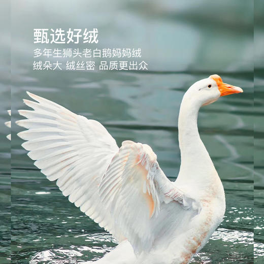可水洗95%狮头老白鹅鹅绒春秋被安妮娅 加赠可脱卸被头 商品图3