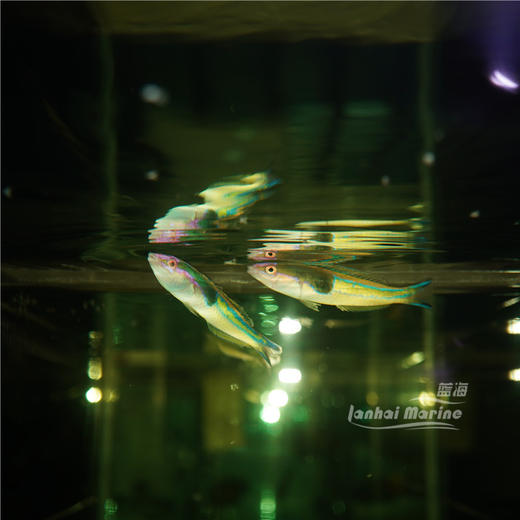 五彩铅笔龙 商品图5