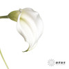 丽江马蹄莲 | 白色【季节原因色差较大介者慎拍】 商品缩略图3
