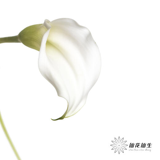 丽江马蹄莲 | 白色【季节原因色差较大介者慎拍】 商品图3