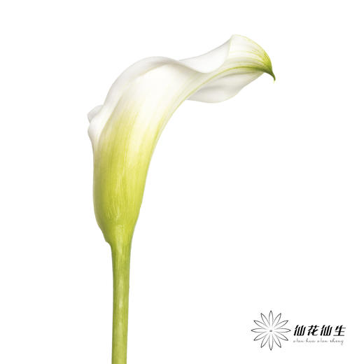 丽江马蹄莲 | 白色【季节原因色差较大介者慎拍】 商品图1