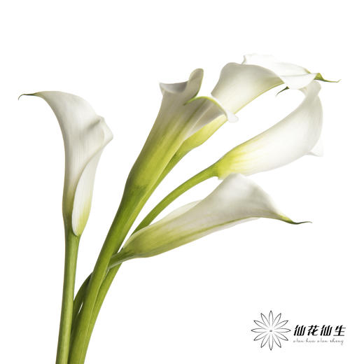 丽江马蹄莲 | 白色【季节原因色差较大介者慎拍】 商品图8