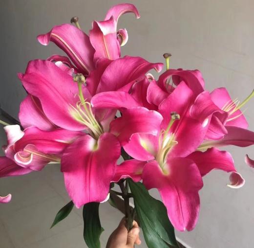 cj-百合 罗宾 3头 a级 - 云花朵朵