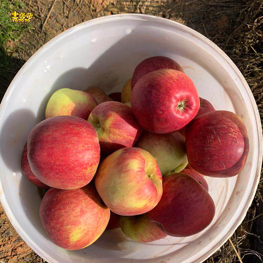 土哆哆云南昭通早熟红露苹果每天新鲜采摘下树发货，口感脆甜 商品图2
