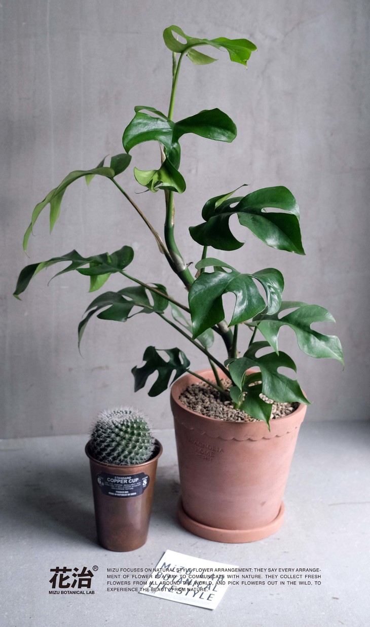 日本姬龟背rhaphidophora