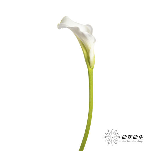 丽江马蹄莲 | 白色【季节原因色差较大介者慎拍】 商品图5