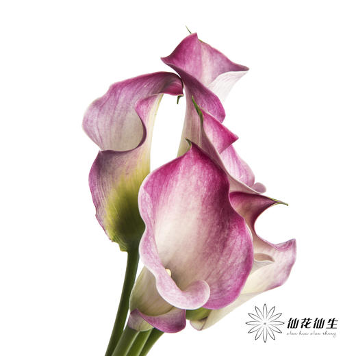 丽江马蹄莲 | 粉色【轻微压伤不售后，介意慎拍】 商品图1