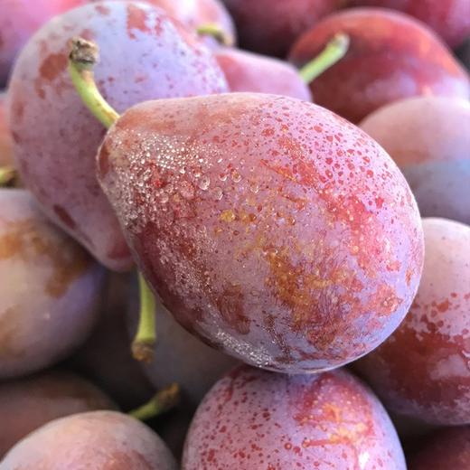 【排单发货】新疆喀什正宗法南西 小西梅 3斤/4斤（挑软的先吃） 商品图12