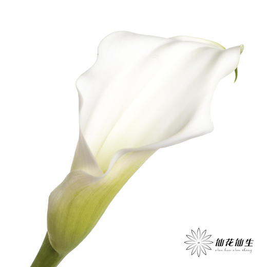 丽江马蹄莲 | 白色【季节原因色差较大介者慎拍】 商品图4